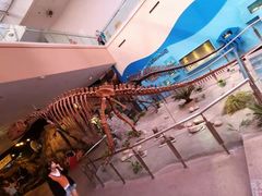 -陕西自然博物馆