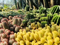 -深圳仙湖植物园