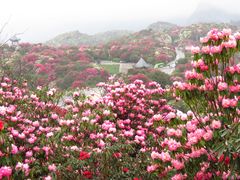 -贵州百里杜鹃风景名胜区