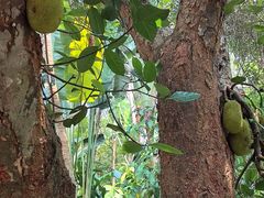 -中国科学院西双版纳热带植物园