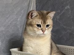 -爱洗澡的猫(天河路店)