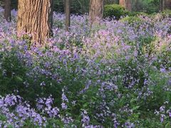 -上海共青森林公园