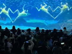 -海合安成都极地海洋公园