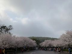 -武汉大学-樱园