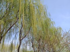 景点-西安青龙寺遗址景区