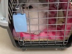 -芭比堂动物医院广州顽皮分院