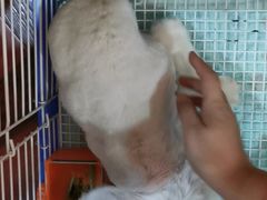 -宠物兔专门店(天丰利市场店)