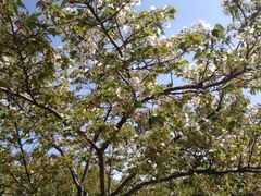 iphone_upload_pic-新江湾城公园