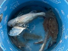 -日照世帆赛基地