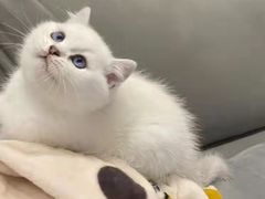 -客栈猫舍(中央北路店)