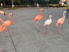 -上海野生动物园老虎餐厅