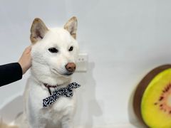 -柴务处·柴犬主题狗咖