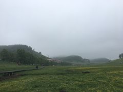 -关山草原
