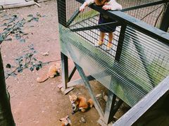 -宫城藏王狐狸村