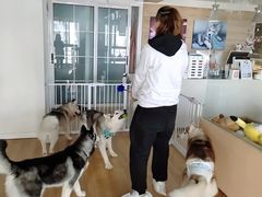 -Husky Go! 哈士奇体验馆·宠物咖啡厅狗咖