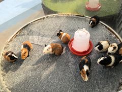 -广州长隆国际大马戏