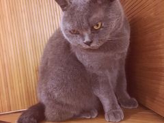 -more than meow吴止猫主题餐厅(承德 中船汇店)