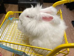 -猫色咖啡·猫咖