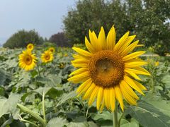 -君乐宝优致牧场