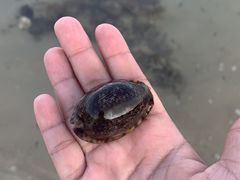 -东郊椰林