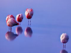 -罗红摄影艺术馆