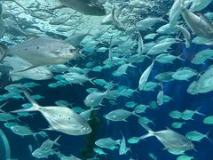 -上海海洋水族馆