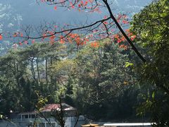 -广州市流溪河国家森林公园