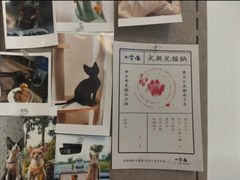 -山宅一喵德文卷毛猫舍