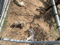 -西霞口神雕山野生动物世界