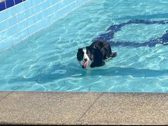-趣玩宠物乐园寄养训犬训狗游泳池