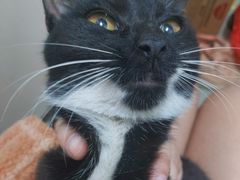 -瑞鹏宠物医院·骨科·猫科·内科(第一中心)