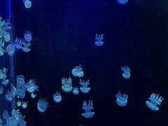 -欢乐海岸海洋奇梦馆