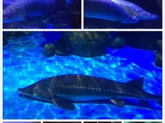 -海合安成都极地海洋公园