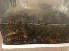 美味的小火锅-步步高福朋喜来登·宜客乐西餐厅