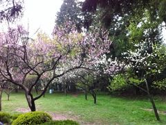 iphone_upload_pic-庐山风景区花径公园
