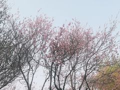 -将府公园