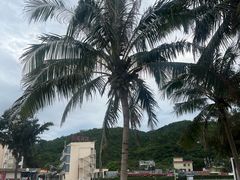 -玫瑰海岸文化旅游度假区