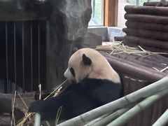 -昆明动物园