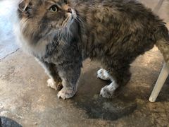 -喵屿·大理花园猫咖