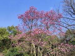-杭州植物园