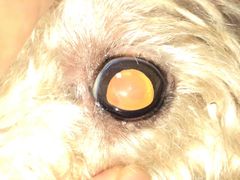 -芭比堂动物医院·犬猫全科·异宠专科(雁塔分院)