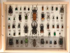 -美国自然历史博物馆