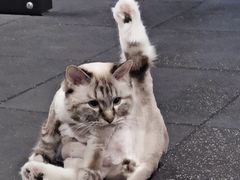 -喵百万·布偶·蓝金金渐层英短·猫舍(百子湾店)