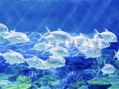 -上海海洋水族馆