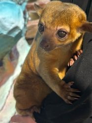 -Zoolung Zoolung动物主题公园(海信广场店)