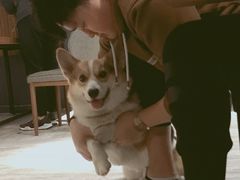 -百好乐宠物友好餐厅(朝外大街店)