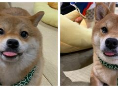 -逗柴咖啡屋·狗咖猫咖宠物桌游