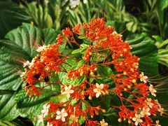 -花柏山公园