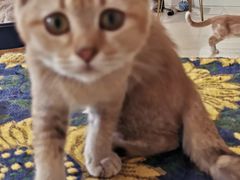 -平行世界·猫咖(首经贸店)
