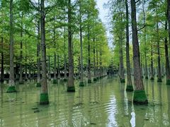 -泗洪洪泽湖湿地景区